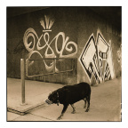 ein Hund